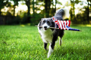 dog carrying a flag
